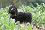 TERRIER DU TIBET 039